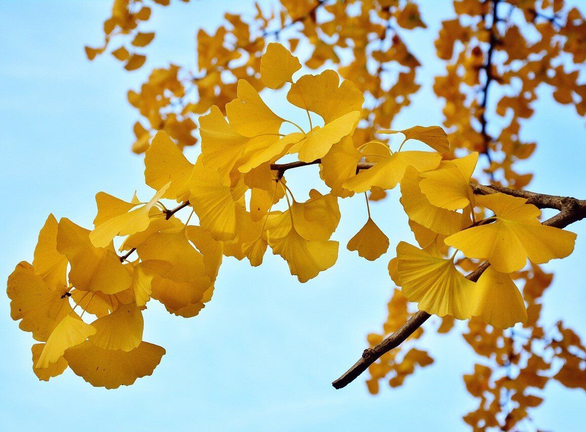 Ginkgo biloba ‘Tit’ ',  ginkgo compatto - vaso Ø18 cm h 50 scd