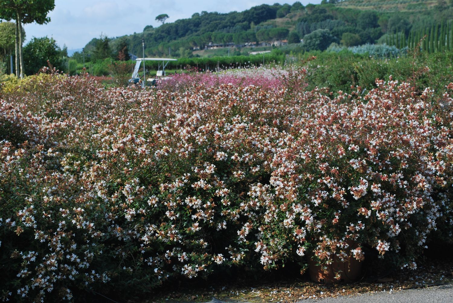 Abelia prostrata - abelia tappezzante - vaso Ø18 cm scd Abelia prostrata - abelia tappezzante - vaso Ø18 cm scd
