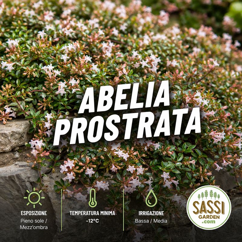 Abelia prostrata, abelia tappezzante - vaso Ø18 cm