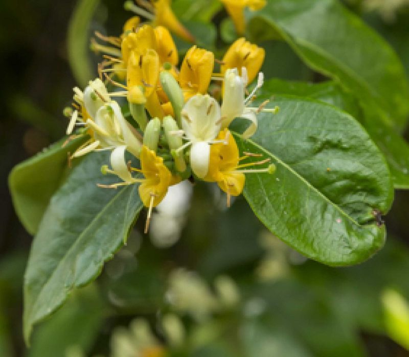 Lonicera ‘Copper Beauty’, caprifoglio rampicante bicolore - vaso Ø18 cm, h 60 cm Lonicera ‘Copper Beauty’, caprifoglio rampicante bicolore - vaso Ø18 cm, h 60 cm