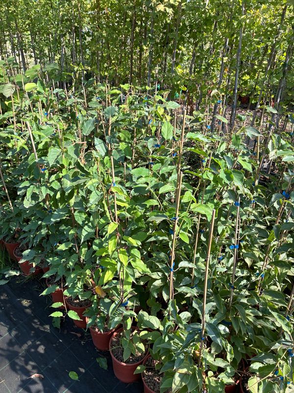 Actinidia arguta 'Ananasnaya'  Mini kiwi, Kiwi senza buccia, Kiwi siberiano - vaso Ø18 cm  scd
