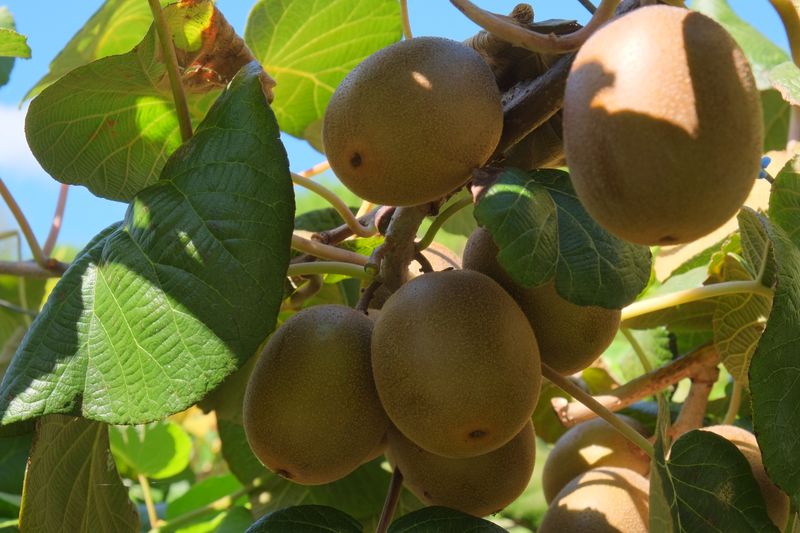 Kiwi Actinidia chinensis ' Solo ' KIWI AUTOFERTILE - vaso Ø18 cm h50 scd
