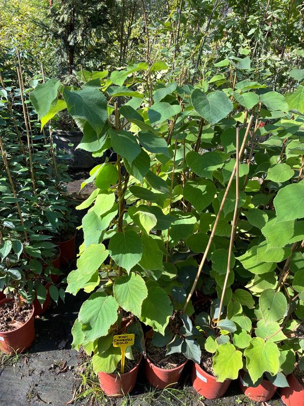 Kiwi Actinidia chinensis 'Solo', KIWI AUTOFERTILE - vaso Ø18 cm