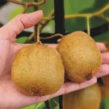 Kiwi Actinidia chinensis ' Herma ' KIWI AUTOFERTILE - vaso Ø18 cm h50 scd