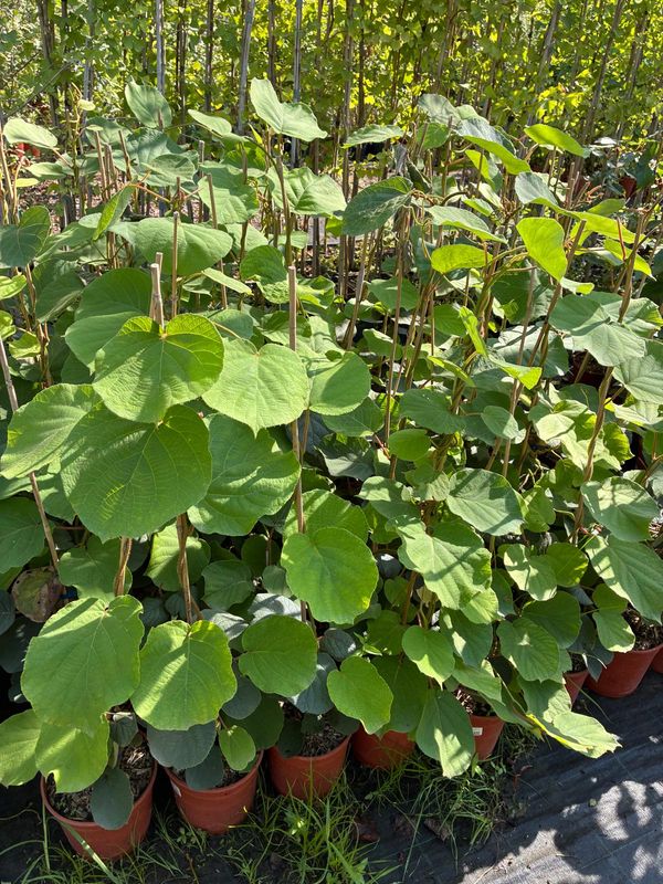 Kiwi Actinidia chinensis 'Herma', AUTOFERTILE - vaso Ø18 cm