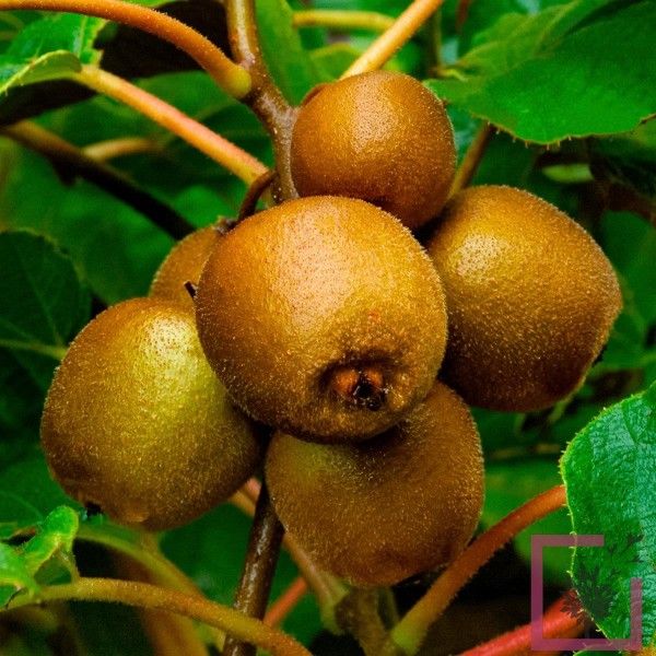 Kiwi Actinidia chinensis Minkimale MASCHIO impollinatore del Minkigold - vaso Ø18 cm, h 50 cm