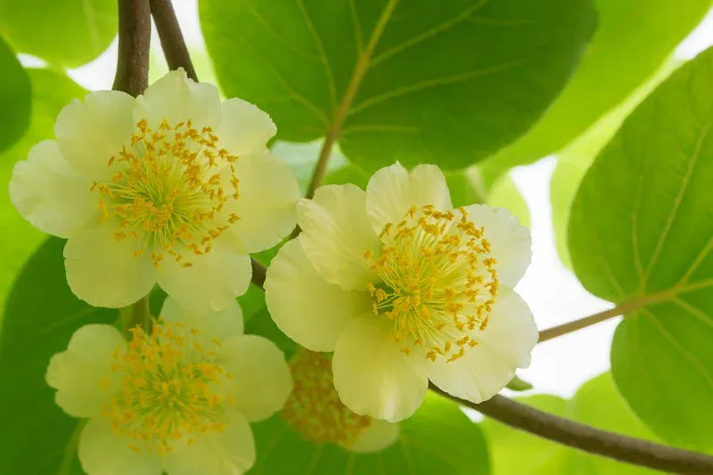 Kiwi Actinidia chinensis Minkimale MASCHIO impollinatore del Minkigold - vaso Ø18 cm h 50 scd