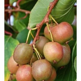 Actinidia arguta 'Domino' -Mini kiwi Domino, Kiwi senza buccia - vaso Ø18 cm h 50 scd Actinidia arguta 'Domino' -Mini kiwi Domino, Kiwi senza buccia - vaso Ø18 cm h 50 scd