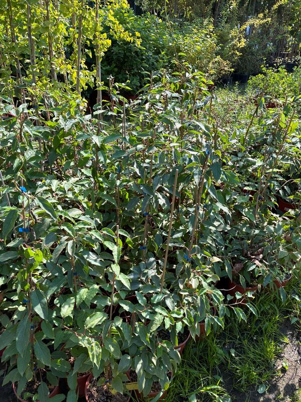Actinidia arguta 'Domino' -Mini kiwi Domino, Kiwi senza buccia - vaso Ø18 cm,