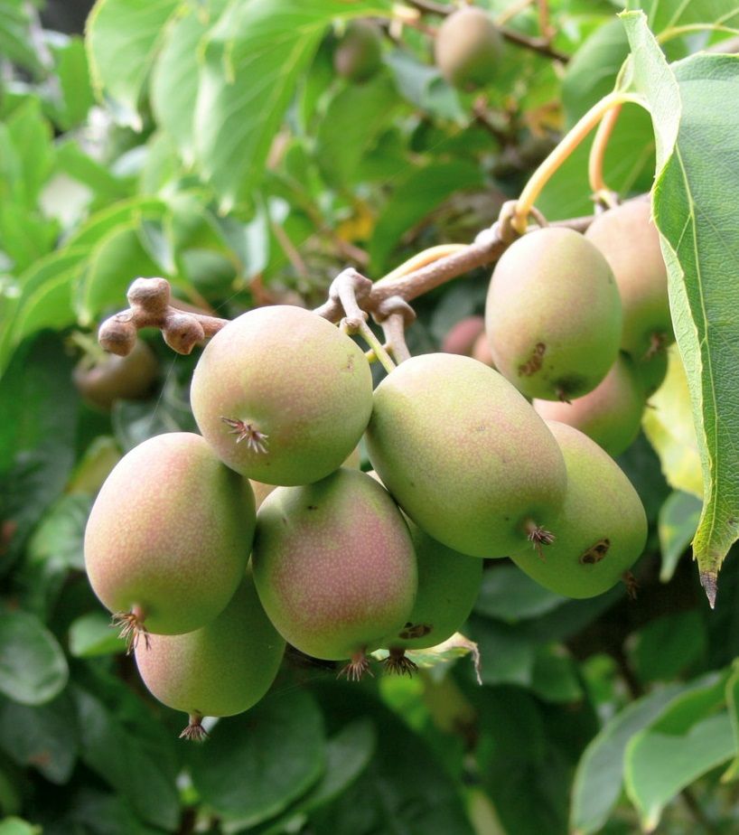 Actinidia arguta 'Weiki' -Mini kiwi Weiki, Kiwi senza buccia - IMPOLLINATORE DEI KIWI ARGUTA - vaso Ø18 cm h 50 scd