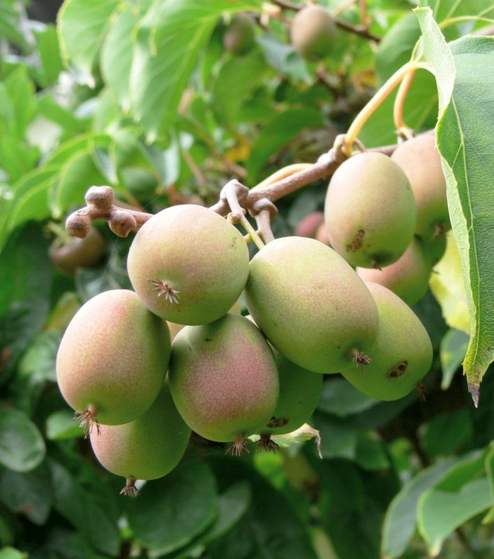 Actinidia arguta 'Weiki' -Mini kiwi Weiki, Kiwi senza buccia - IMPOLLINATORE DEI KIWI ARGUTA - vaso Ø18 cm h 50 scd Actinidia arguta 'Weiki' -Mini kiwi Weiki, Kiwi senza buccia - IMPOLLINATORE DEI KIWI ARGUTA - vaso Ø18 cm h 50 scd