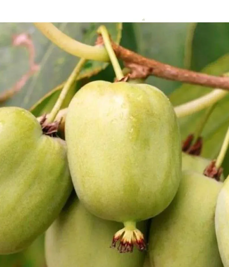 Actinidia arguta 'Chang Bai' Mini kiwi Chang Bai, Kiwi senza buccia - vaso Ø18 cm h 50 scd Actinidia arguta 'Chang Bai' Mini kiwi Chang Bai, Kiwi senza buccia - vaso Ø18 cm h 50 scd