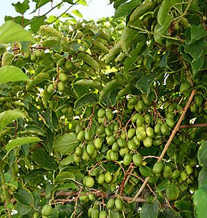 Actinidia arguta 'Chang Bai' Mini kiwi Chang Bai, Kiwi senza buccia - vaso Ø18 cm h 50 scd