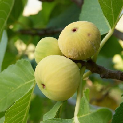 Ficus carica ' Gustis Piccolino ', Fico nano 'Gustis Piccolino' - Fico da vaso, Fico compatto - vaso Ø18 cm Ficus carica ' Gustis Piccolino ', Fico nano 'Gustis Piccolino' - Fico da vaso, Fico compatto - vaso Ø18 cm