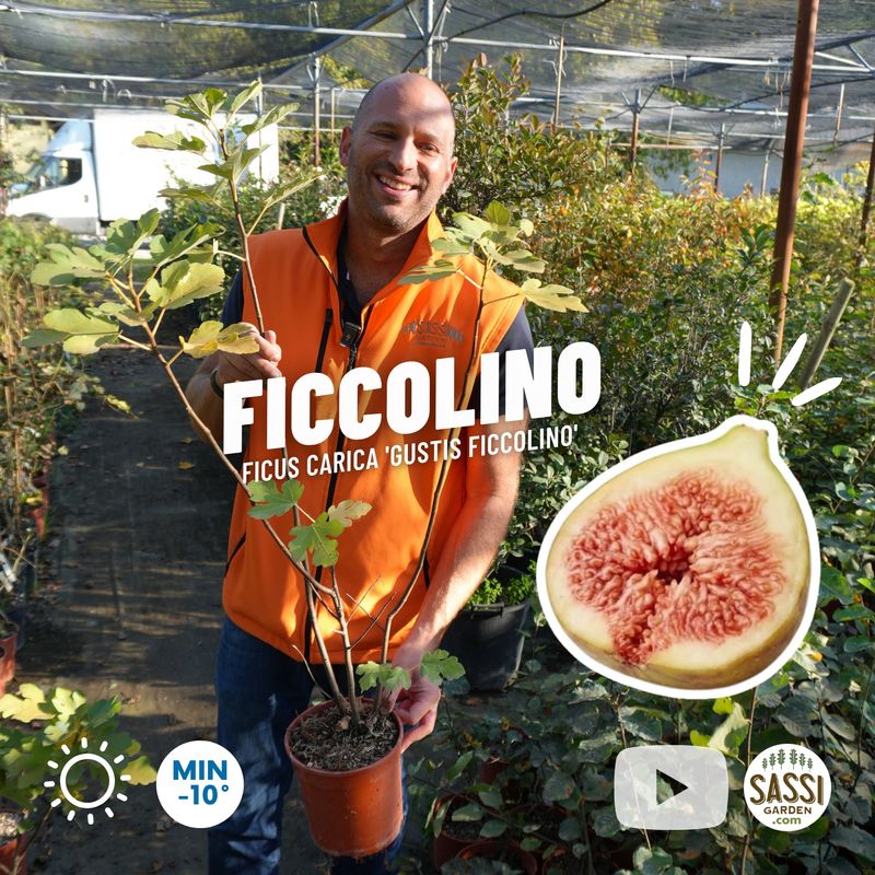 Ficus carica 'Gustis Ficcolino', Fico nano da vaso, compatto, Ficcolino - vaso Ø18 cm Ficus carica 'Gustis Ficcolino', Fico nano da vaso, compatto, Ficcolino - vaso Ø18 cm