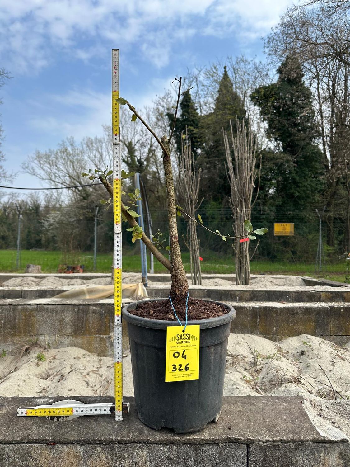 Quercus suber, Quercia da sughero, Sughera - Pezzo Unico n. 04-326 - h 40 cm PREBONSAI, BONSAI