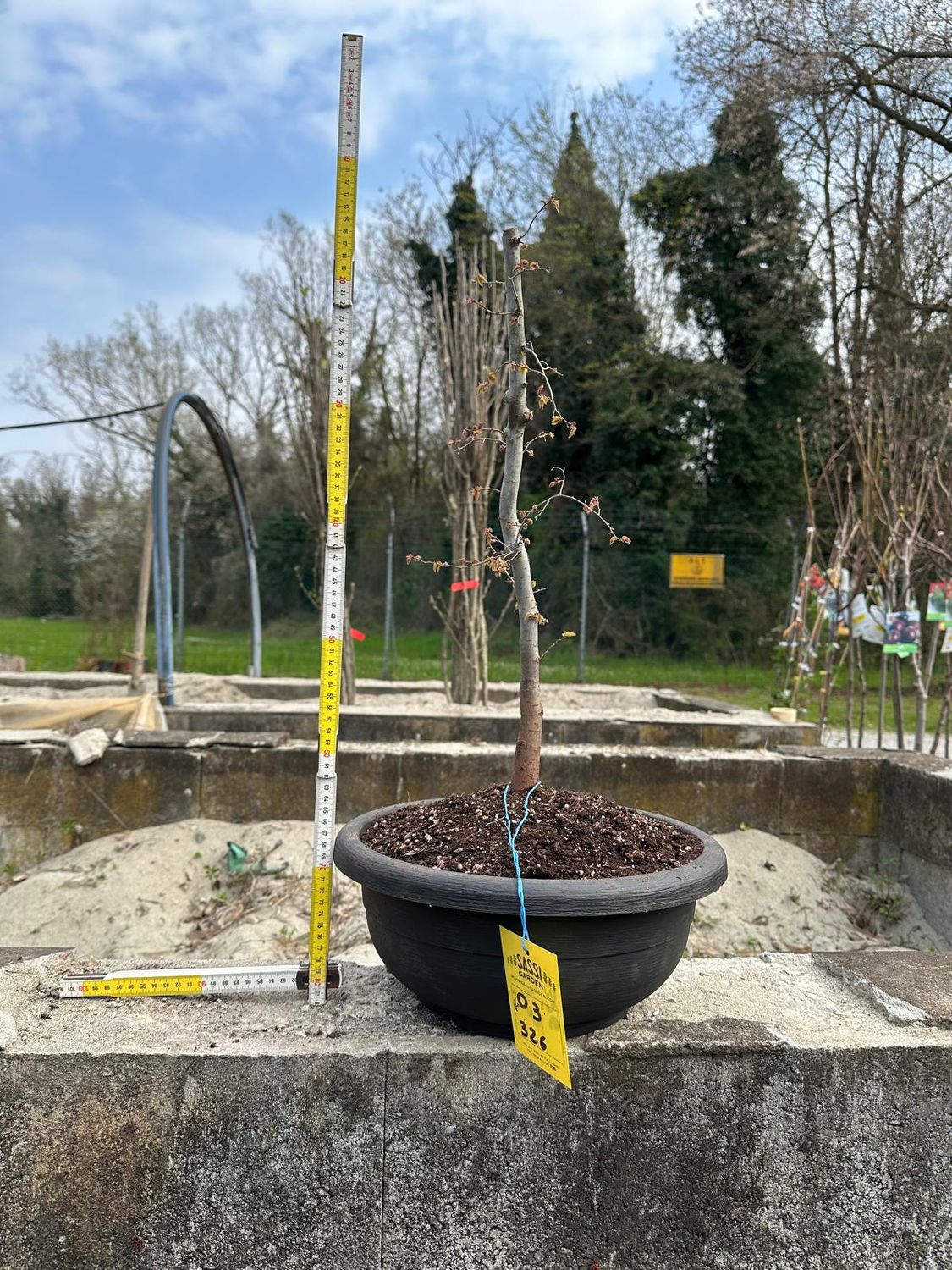 Olmo giapponese, Zelkova serrata Pezzo Unico n. 03-326 - ciotola @24 cm, h 50 cm PREBONSAI, BONSAI Olmo giapponese, Zelkova serrata Pezzo Unico n. 03-326 - ciotola @24 cm, h 50 cm PREBONSAI, BONSAI