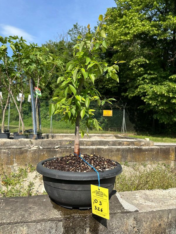 Olmo giapponese, Zelkova serrata Pezzo Unico n. 03-326 - ciotola @24 cm, h 50 cm PREBONSAI, BONSAI FOTO MAGGIO 2026