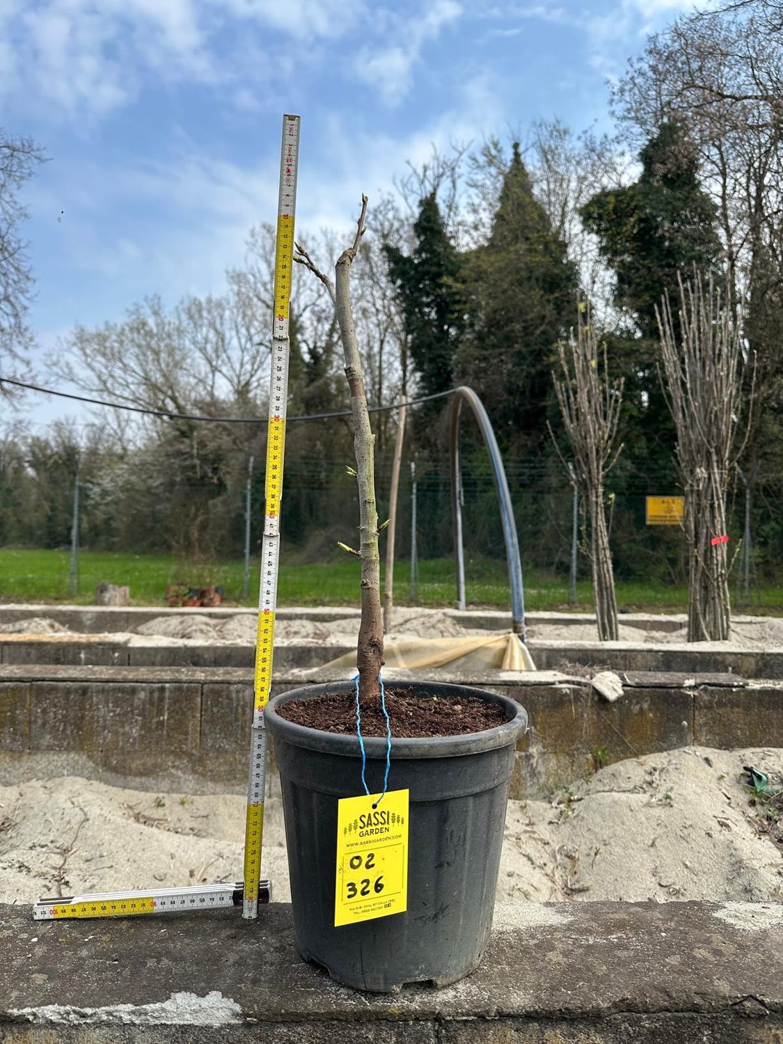 Liquidambar styraciflua, Storace americano, Pezzo Unico n. 02-326 - h 50 cm PREBONSAI, BONSAI