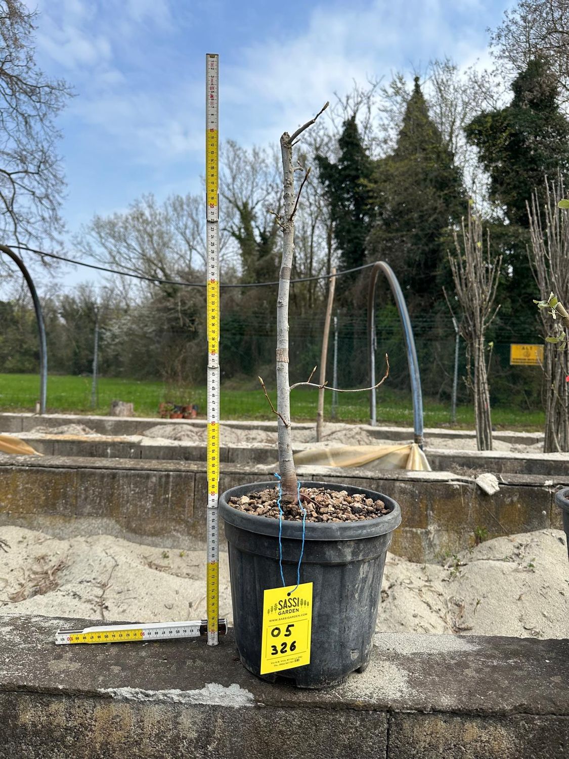 Liquidambar styraciflua, Storace americano, Pezzo Unico n. 05-326 - h 50 cm PREBONSAI, BONSAI