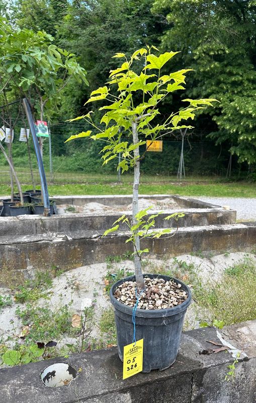 Liquidambar styraciflua, Storace americano, Pezzo Unico n. 05-326 - h 50 cm PREBONSAI, BONSAI FOTO MAGGIO 2026