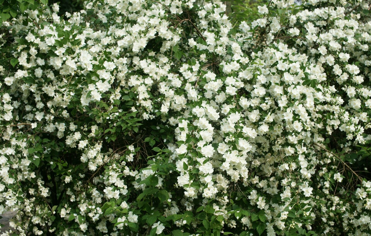 Philadelphus Coronarius Fiore d’angelo, Siringa estiva - vaso Ø18cm
