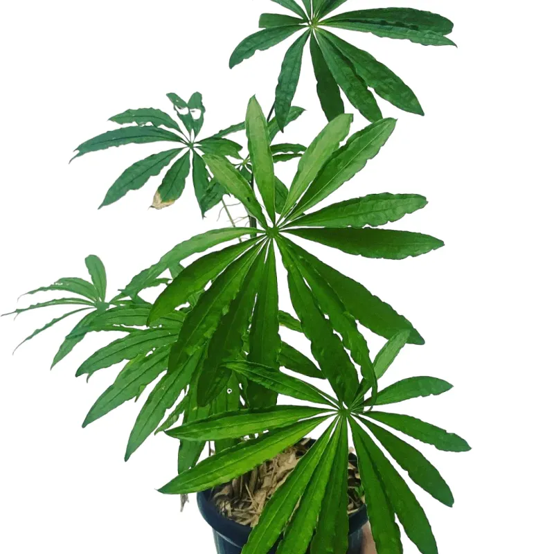 Anthurium Polyschistum - vaso Ø12 cm