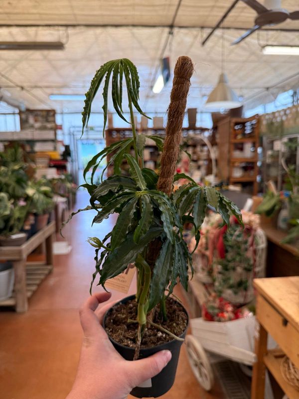 Anthurium Polyschistum - Anthurium palmato - vaso Ø12 cm