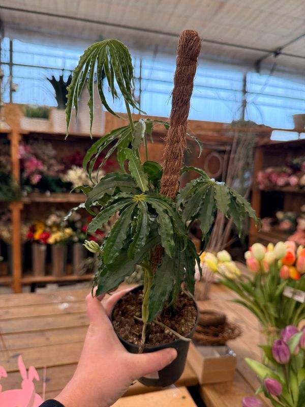 Anthurium Polyschistum - vaso Ø12 cm Anthurium Polyschistum - vaso Ø12 cm