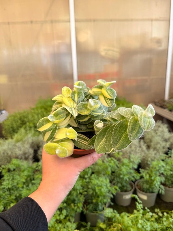 Tradescantia Sillamontana variegata, Pianta di velluto, Tradescanzia - vaso Ø12 cm