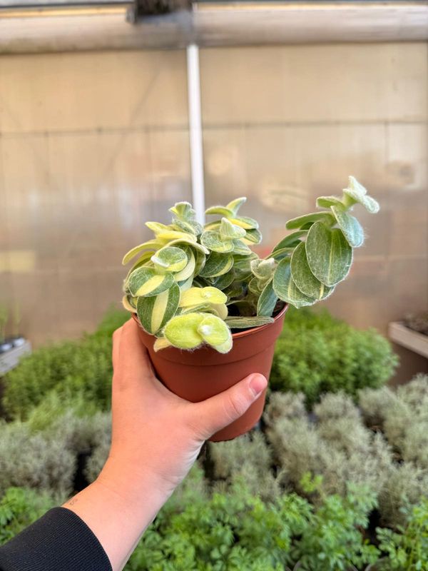 Tradescantia Sillamontana variegata, Pianta di velluto, Tradescanzia - vaso Ø12 cm