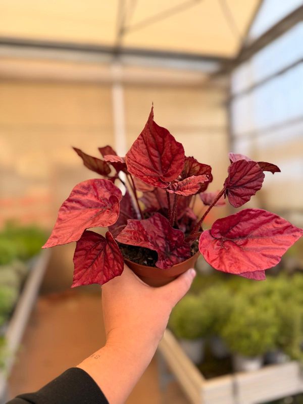 Begonia 'Inca Flame' - vaso Ø12 cm