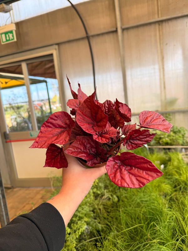 Begonia 'Inca Flame' - vaso Ø12 cm