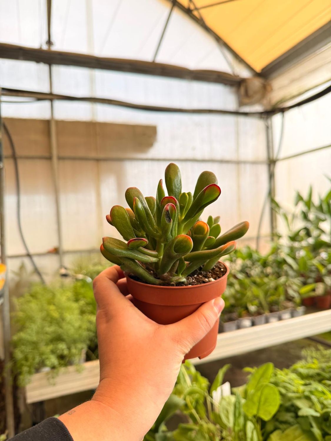 Crassula Ovata 'Horn Tree' - vaso Ø10 cm