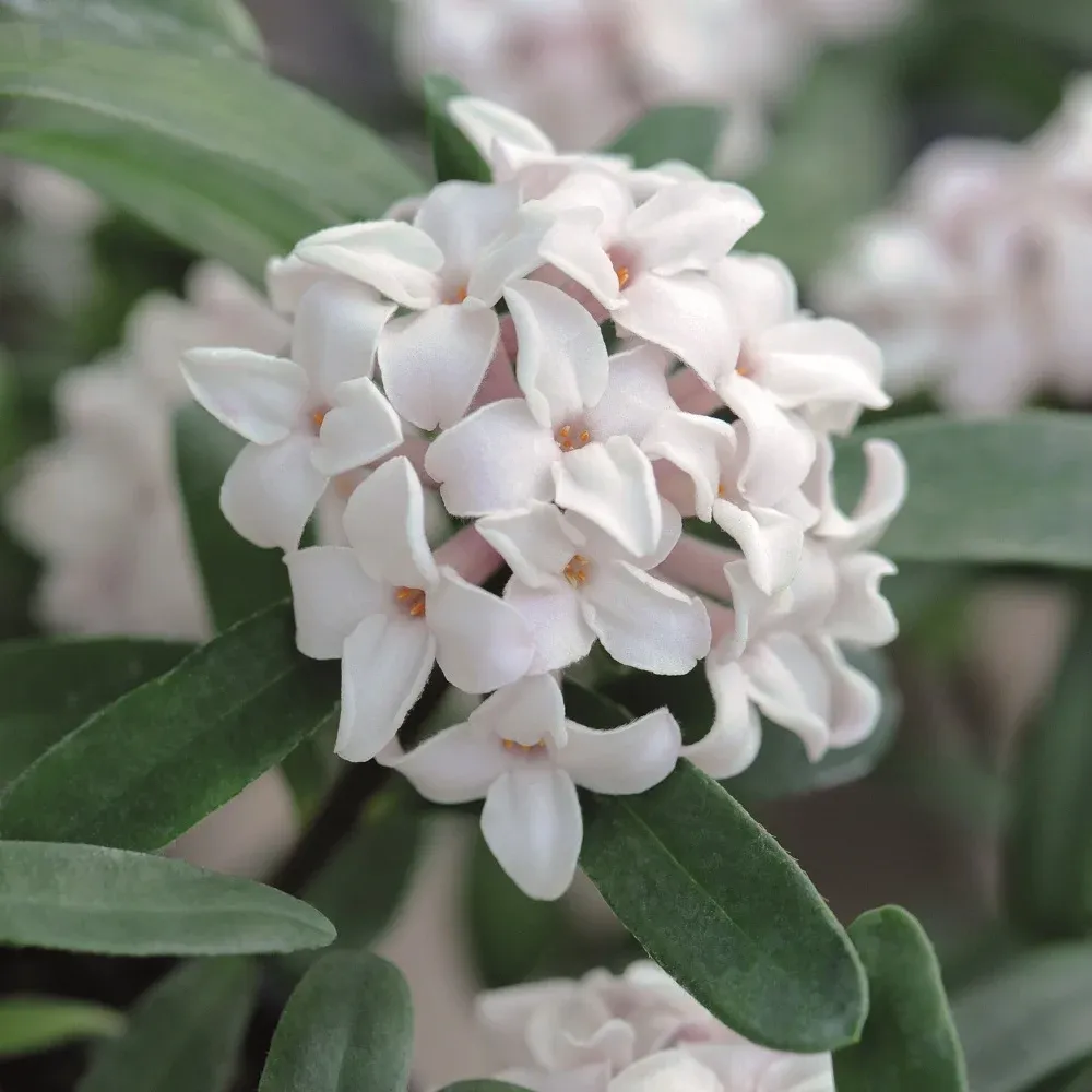 Daphne odora, Daphne ‘Eternal Fragrance’ - vaso Ø15 cm