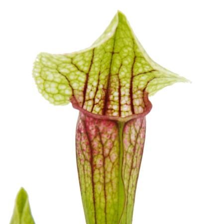 Sarracenia Eva, Pianta Carnivora, insettivora - vaso Ø8 cm