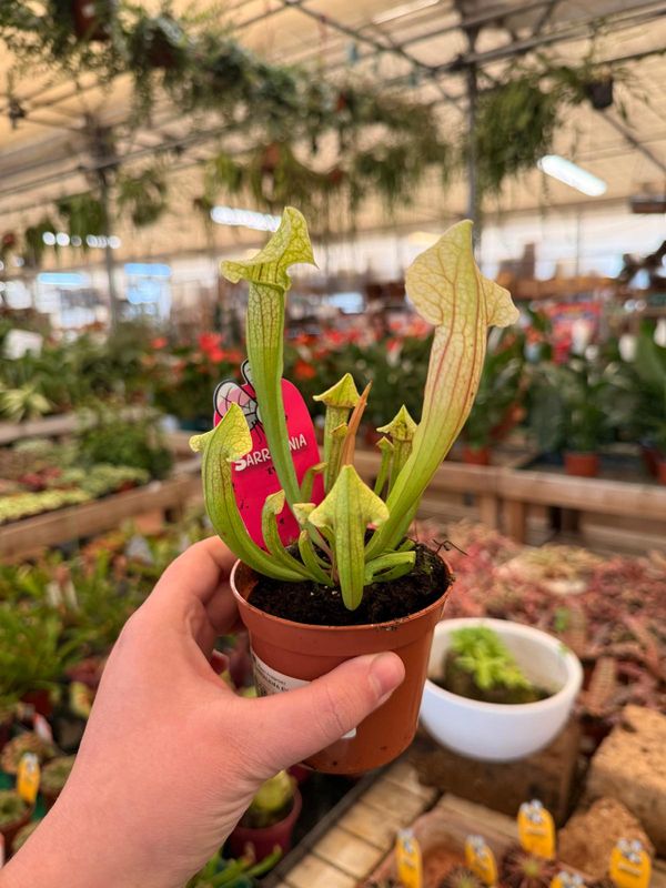 Sarracenia Eva, Pianta Carnivora, insettivora - vaso Ø8 cm