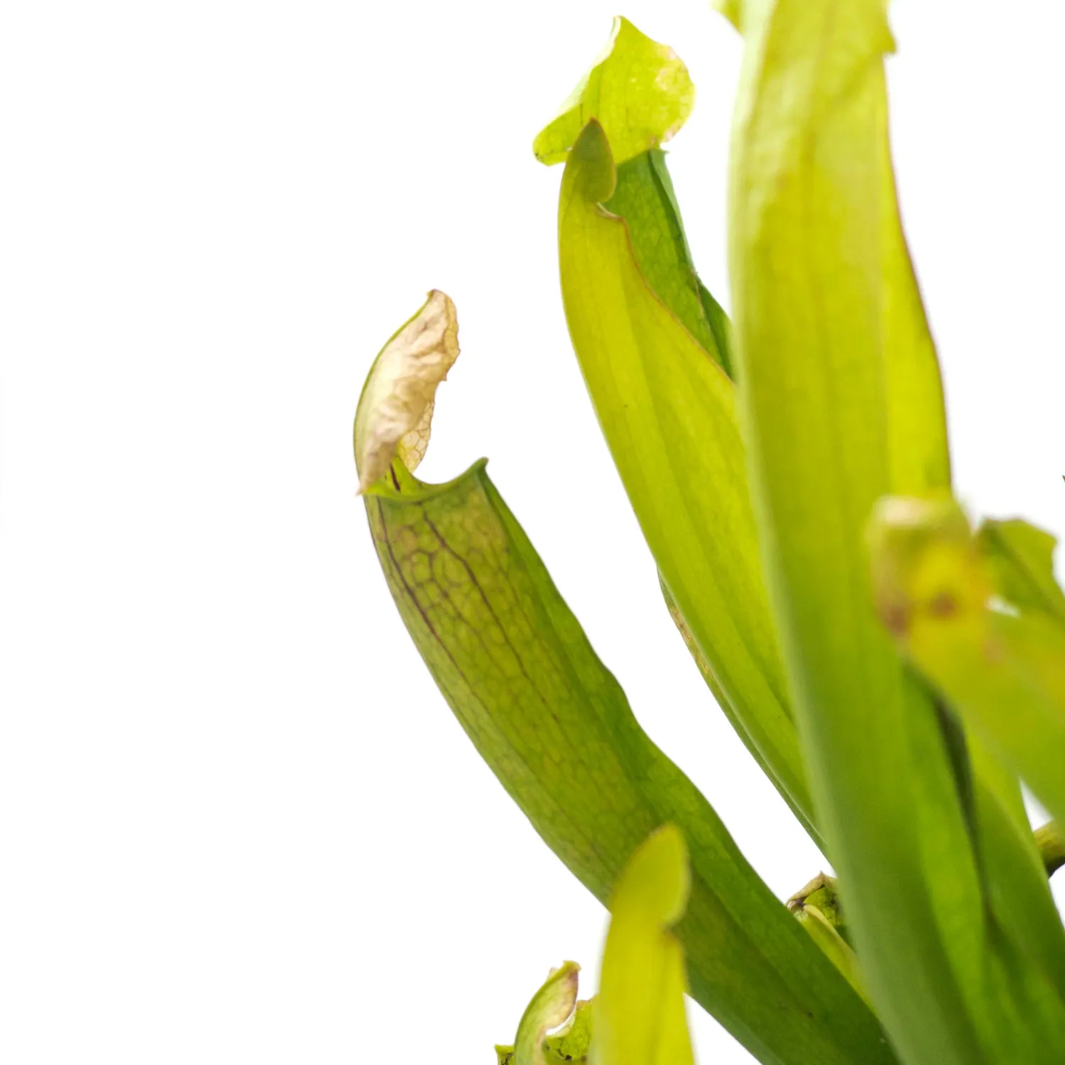 Sarracenia Philadelphia, Pianta Carnivora, insettivora - vaso Ø9 cm