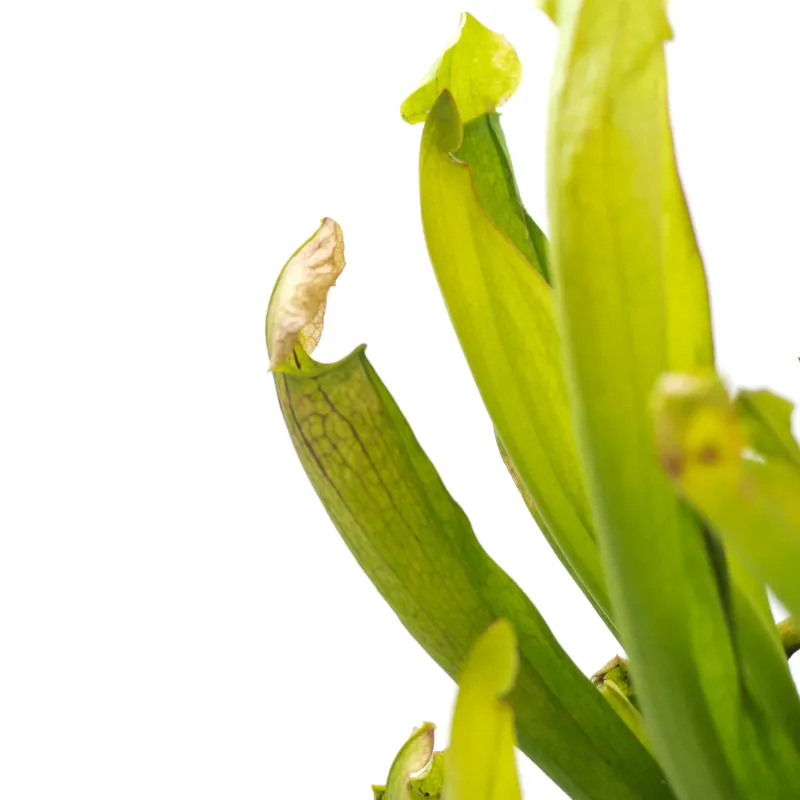Sarracenia Philadelphia, Pianta Carnivora, insettivora - vaso Ø9 cm