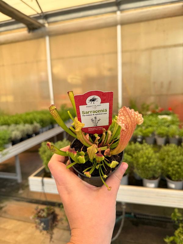 Sarracenia Philadelphia, Pianta Carnivora, insettivora - vaso Ø9 cm