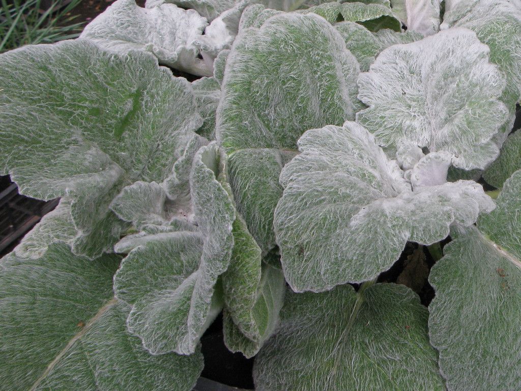 Salvia argentea - vaso Ø14 cm Salvia argentea - vaso Ø14 cm