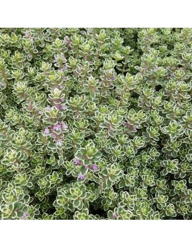 Timo vulgaris Lady D., Thymus vulgaris Lady D. - vaso Ø14 cm Timo vulgaris Lady D., Thymus vulgaris Lady D. - vaso Ø14 cm