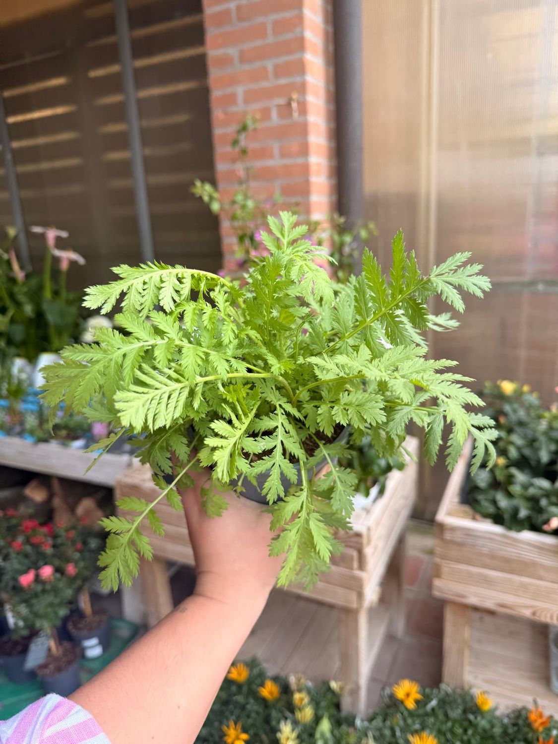 Tanacetum vulgare, Tanaceto - vaso Ø14 cm Tanacetum vulgare, Tanaceto - vaso Ø14 cm