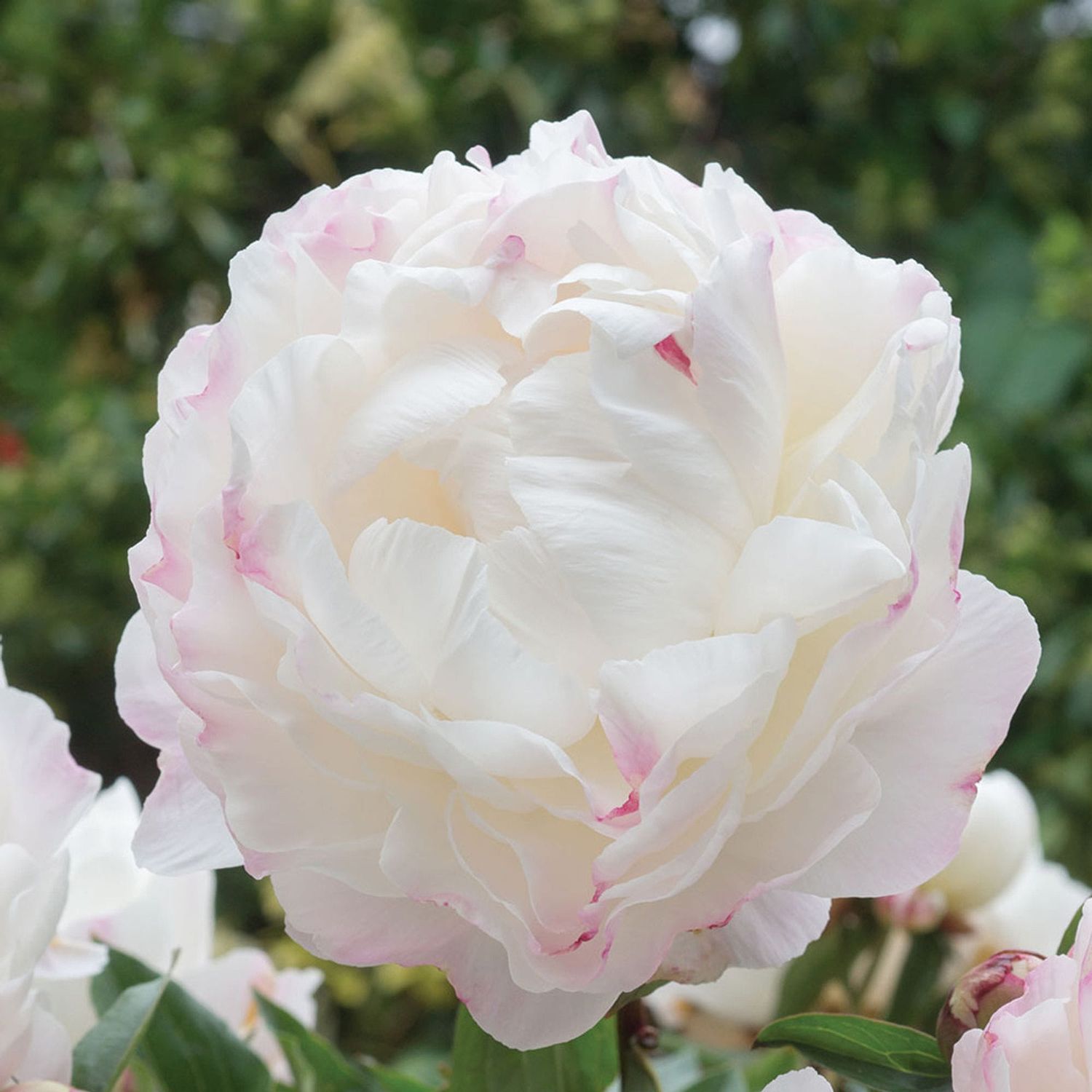 Peonia Erbacea, Paeonia lactiflora 'Gardenia' - vaso Ø11 cm