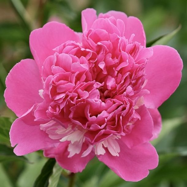 Peonia Erbacea, Paeonia lactiflora 'Edulis Superba' - vaso Ø11 cm