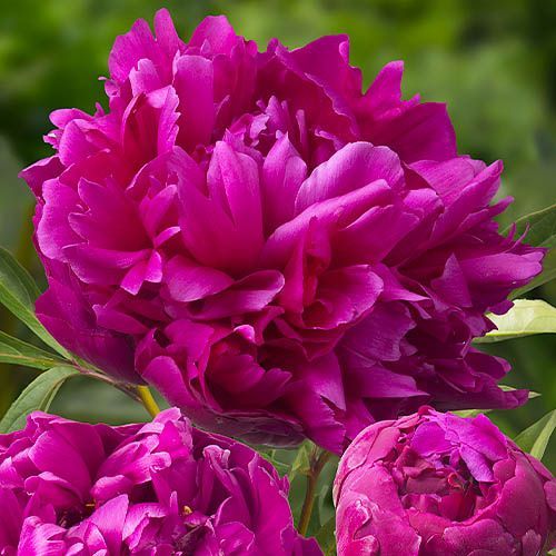 Peonia Erbacea, Paeonia lactiflora 'Inspecteur Lavergne' - vaso Ø11 cm