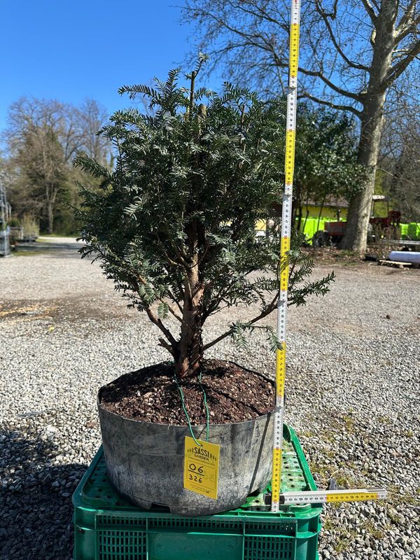 Tasso, Taxus baccata, Pezzo Unico n. 06-326 - h 60 cm PREBONSAI, BONSAI Tasso, Taxus baccata, Pezzo Unico n. 06-326 - h 60 cm PREBONSAI, BONSAI