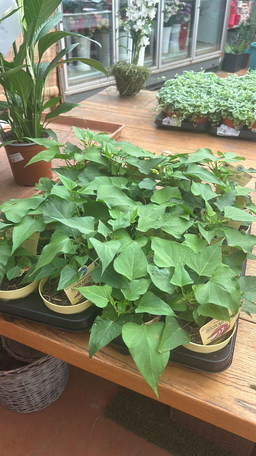 Ipomoea batatas - vaso Ø14 cm Ipomoea batatas - vaso Ø14 cm