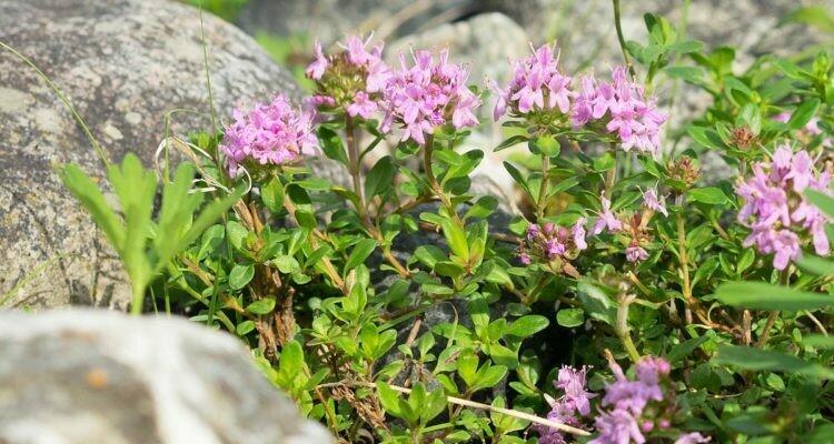 Timo serpentillo, Timo serpillo, Thymus serpyllum - vaso Ø15 cm