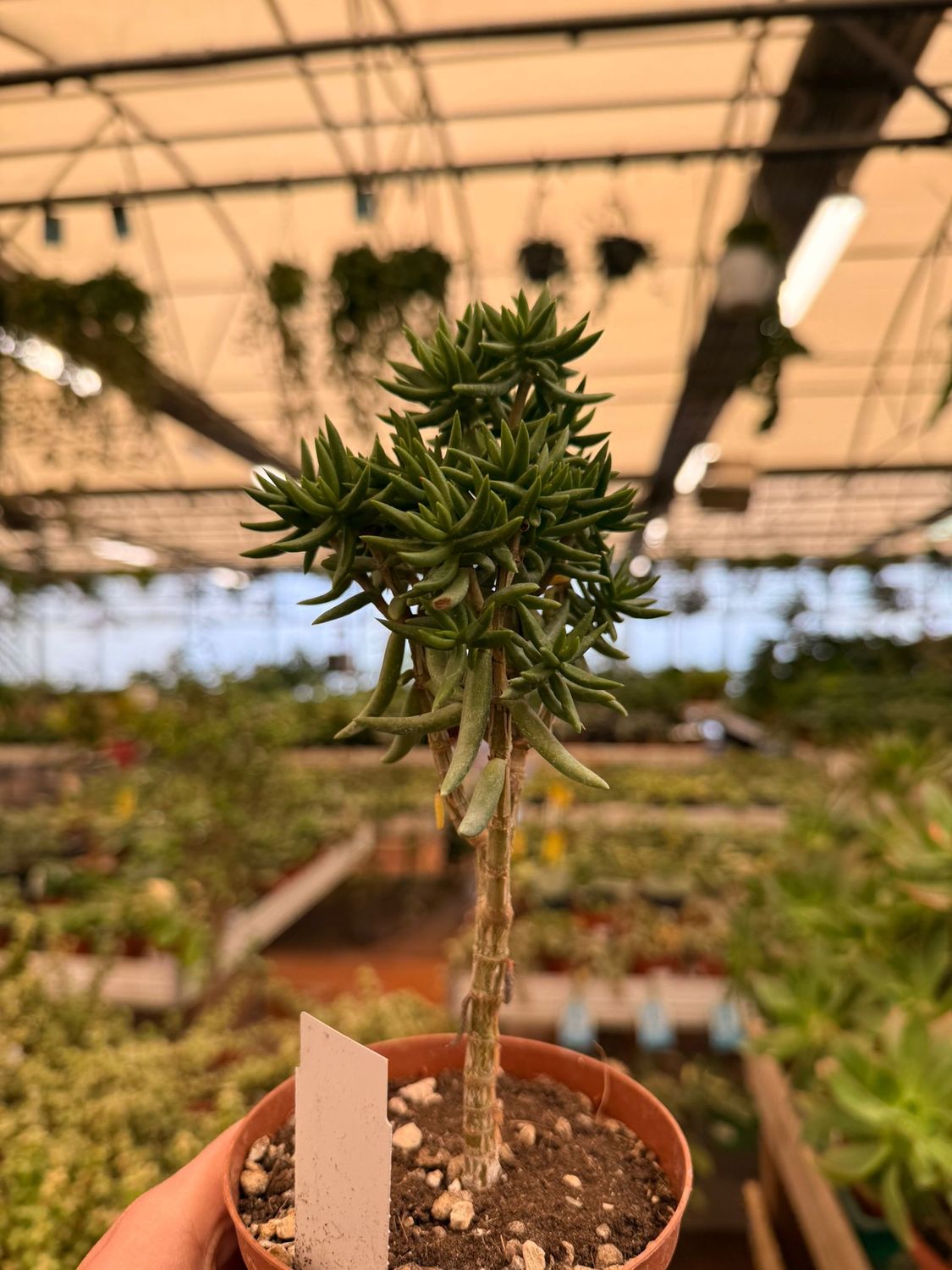 Crassula Tetragona - vaso  Ø10 cm